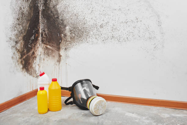 Best Mold Testing  in Cloverleaf, TX