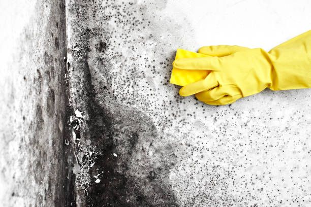 Best Black Mold Removal  in Cloverleaf, TX