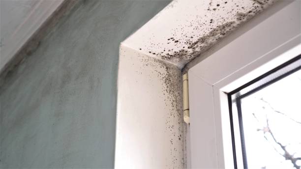 Best Mold Testing and Removal  in Cloverleaf, TX