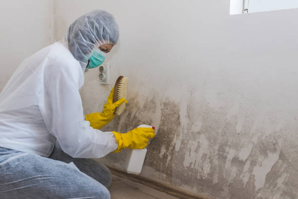 Office Mold Removal Services in Cloverleaf, TX