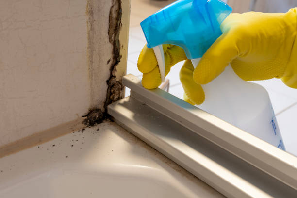 Best Mold Removal and Inspection  in Cloverleaf, TX