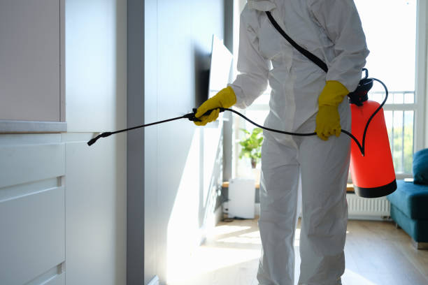 Best Affordable Mold Removal  in Cloverleaf, TX