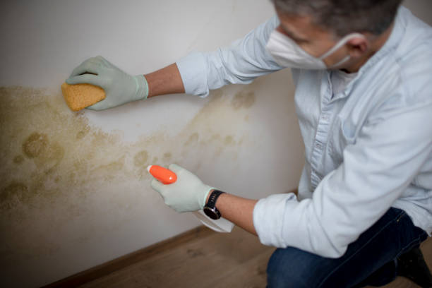Best Mold Testing  in Cloverleaf, TX