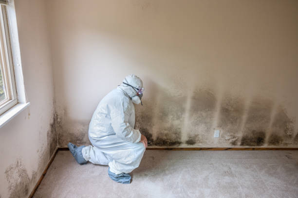 Best Fast Mold Removal  in Cloverleaf, TX