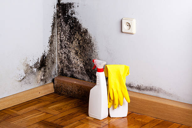 Best Mold Removal Process  in Cloverleaf, TX