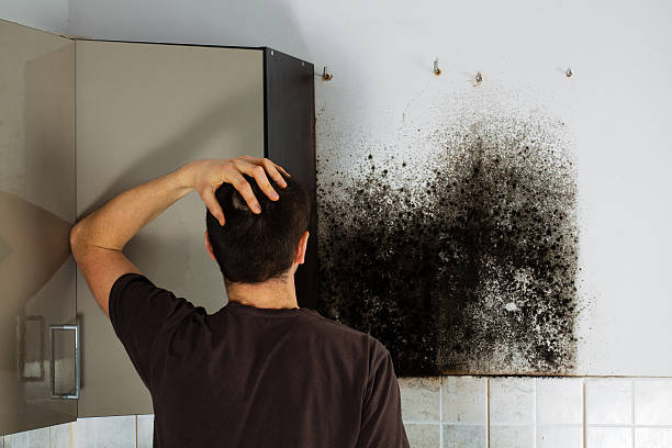 Best Mold Cleaning Services  in Cloverleaf, TX