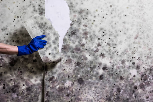 Best Best Mold Removal Companies  in Cloverleaf, TX