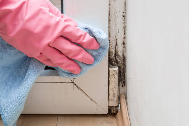 Best Toxic Mold Removal  in Cloverleaf, TX