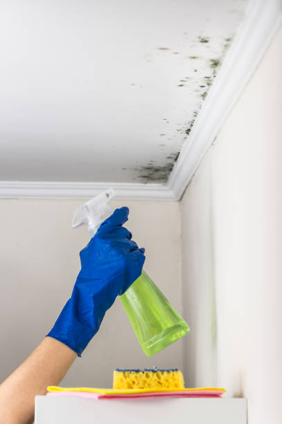 Best Local Mold Removal Service  in Cloverleaf, TX