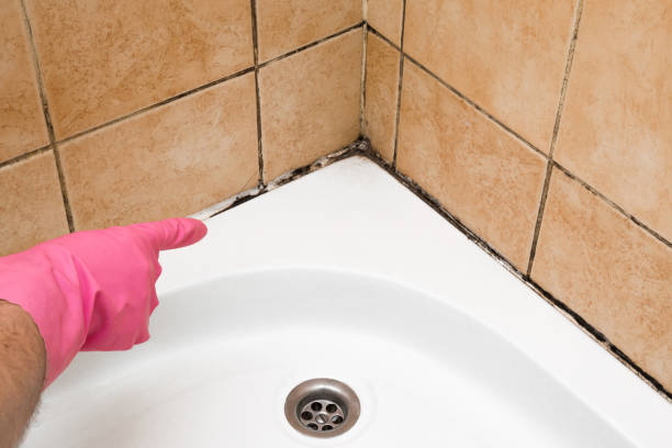 Best Crawl Space Mold Removal  in Cloverleaf, TX